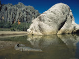 A Johnstons Crocodile at the Waters Edge