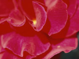 A Close View of a Rose