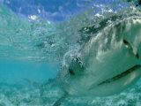 A Tiger Shark Hunting for an Albatross Fledgling to Eat