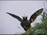 A Tufted Puffin Spreads its Wings
