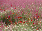 Wildflower Farming on a Kibbutz in Springtime
