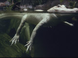 A Rare White Alligator in the Louisiana Swamp Exhibit