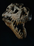Skull of a Tyrannosaurus Rex