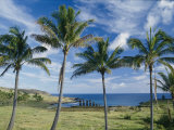 Palm Trees and Moai on the Shore of Easter Island
