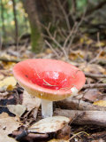 A Bright Red Mushroom Blooms on a Forest Floor
