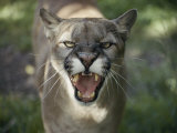 A Mountain Lion Hisses at the Camera