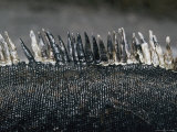 Close View of the Scales of a Marine Iguana