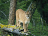 A Mountain Lion Balances on the Trunk of a Fallen Tree