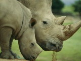 A Southern White Rhino at the San Diego Wild Animal Park