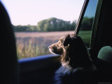 A Sheltie Looks Out the Window at a Field in Walton  Nebraska