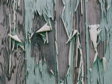 Paint Peels from the Walls of a Home Abandoned after a Hurricane