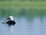 A Pacific Loon Feeds its Chick on a Serene Lake in Alaska