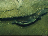 An Underwater View of a Platypus