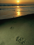 Jaguar Paw Prints in the Sand