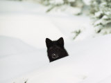 A Red Fox in its Silver Fox Phase During Winter
