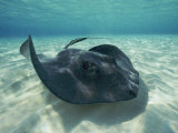 A Southern Stingray Swims Close to the Ocean Floor