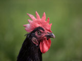 A Close-up of a Minorca Rooster on a Farm in Kansas