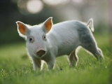 Close View of a Young Pig