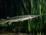 A Long-Nosed Gar Fish