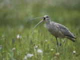 Close View of a Long-Billed Curlew Vocalizing in a Meadow