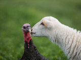 A Katahdin Lamb Gives a Bronze Turkey a Kiss on a Farm in Kansas