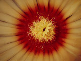 Close View of a Biznaga De Pina Cactus Flower