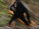 Chimpanzee Running at the Siddles Chimpanzee Orphanage