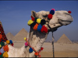The Pyramids of Giza are Framed by the Brightly-Tassled Head of a Camel