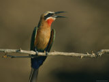 A Close View of a Hummingbird