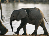Baby Elephant Follows after its Mother