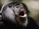 Chimpanzee Vocalizing in Gombe Stream National Park