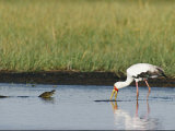 A Yellow-Billed Stork Forages in Shallow Water Near a Small Nile Crocodile