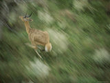 A Reed Buck Sprints Through the Forest