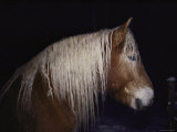 A Horse Photographed at Night