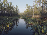 View of Black Swamp Water Covered with Water Lilies and Bordered by Cypress Trees