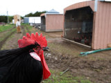A Minorca Rooster at a Farm in Kansas