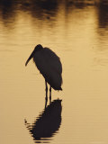 A Silhouette of a Wood Ibis in the Water at Sunset