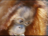 A Motion-Blurred Portrait of a Young Orangutan