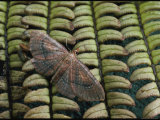 Close-up of a Moth Resting on a Fern Leaf