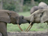 Two Juvenile Forest Elephants Entwine Their Trunks in Play  Which Helps Establish Bonds of Kinship