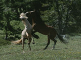 Wild Horses Spar over Territory or Mares