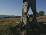 A Cow is Framed by a Tree Trunk with a Hole Burned Through It