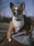 A Pet Chihuahua Rides on its Owners Shoulder