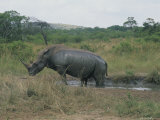 A White Rhinoceros and Her Baby Bathe in the Mud on a Hot Day