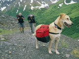 A Couple Hikes with Their Dog Along the Crow Pass Trail in Alaska