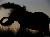 Silhouetted African Elephant