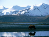 A Grizzly Bear Walks on a Mud Flat