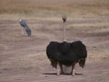 An Ostrich Rises from a Resting Position
