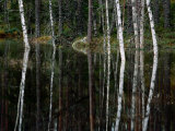 A Stream at High Water in a Woodland of Mixed Birches and Evergreens