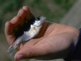 A Young Fisherman Holds a Small Bluegill in His Hands